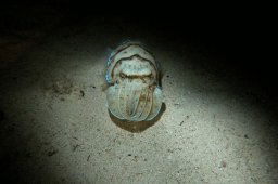 20010620_Mangrove_Bay_Nacht_0018
